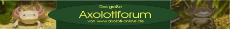 Axolotlonline_Logo_Forum_1_klein