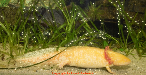 Biologie des Axolotl : Axolotl Haltung: Interessante Aquarienbewohner