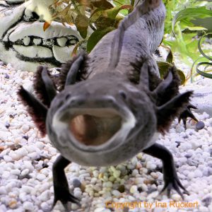 Axolotl : Tiere Wie Spinne Und Axolotl Helfen Bei Der Wundversorgung