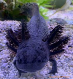 Axolotl online, alle interessanten Informationen zum Axolotl