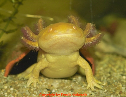 Was ist ein Axolotl - Axolotl-online.de